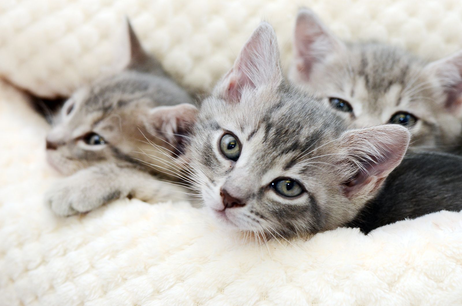 kitten and puppy