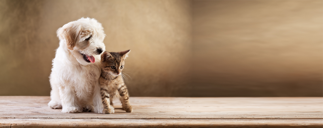 Paws and Effect Fund