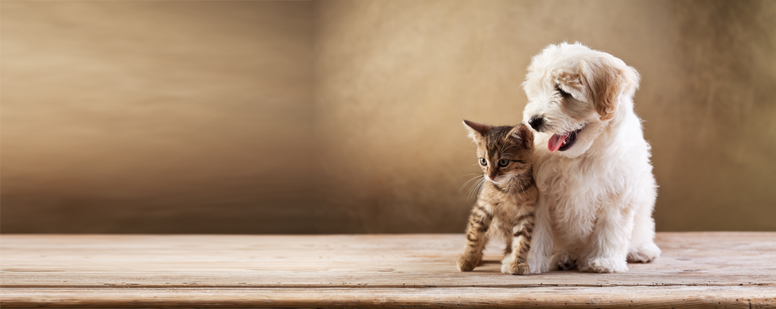 kitten and puppy sitting together