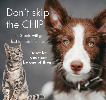 Don't skip the chip - 1 in 3 pets will get lost during their lifetime - don't let your pet be one of them