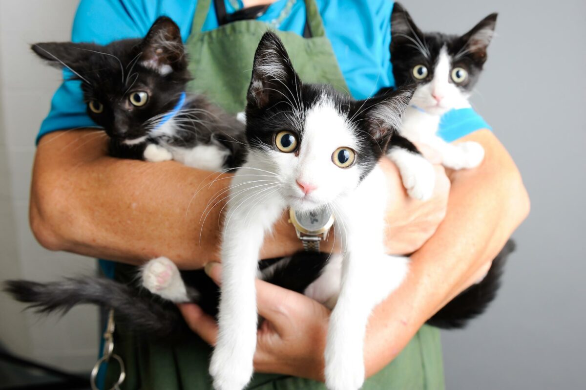 clinic volunteer holding three kittens