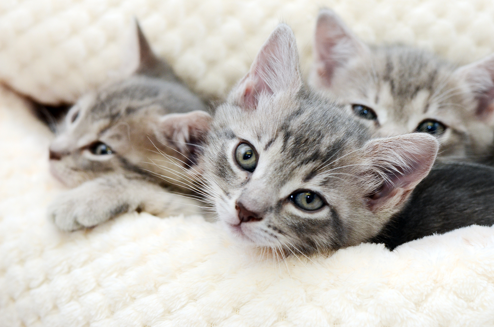 kitten and puppy