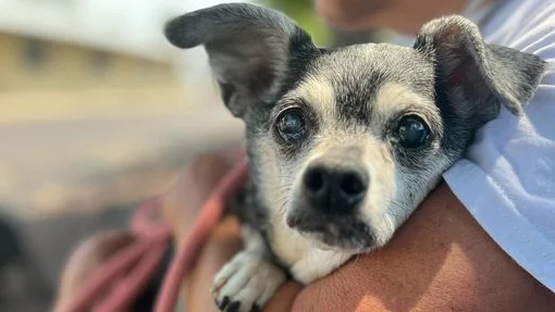 puppy with volunteer