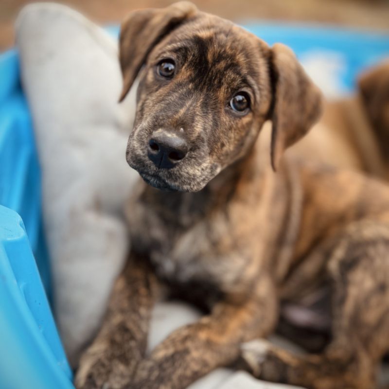 puppy on pillow looking up at camera